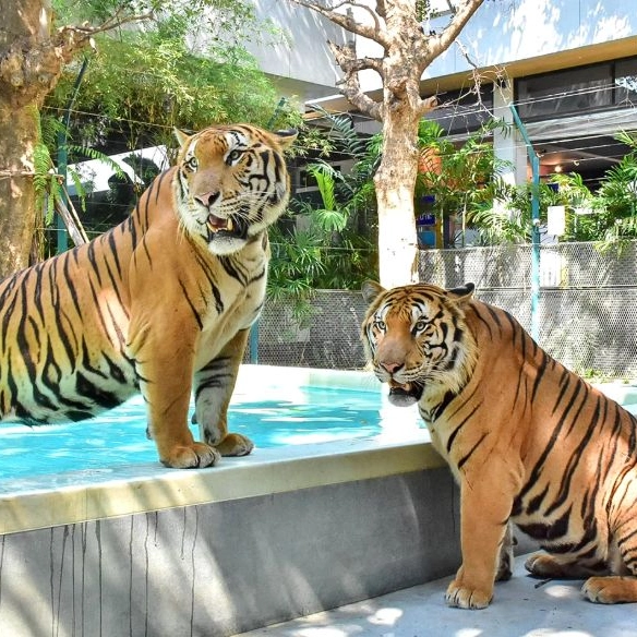 Tiger Park with ...