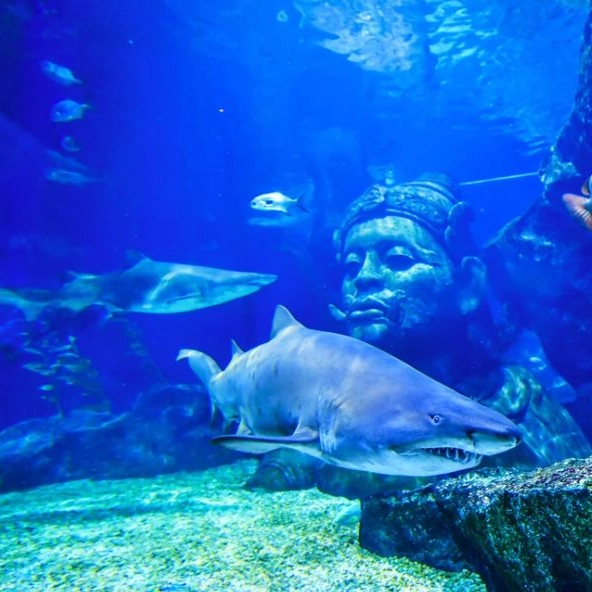 Sea Life + Madam ...