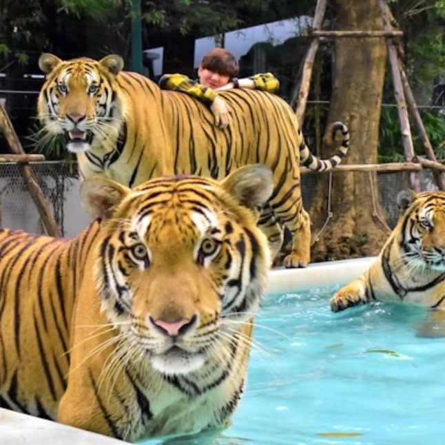 Tiger Park Phuke ...